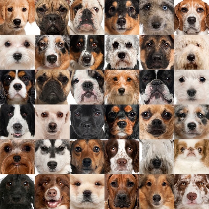 Šunų veislės – kurios geriausios?