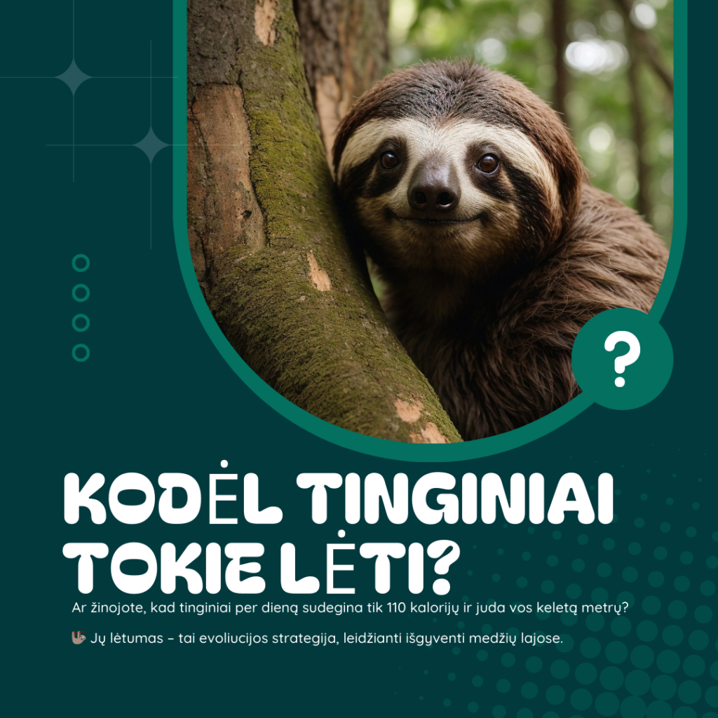 Tinginių lėtumas