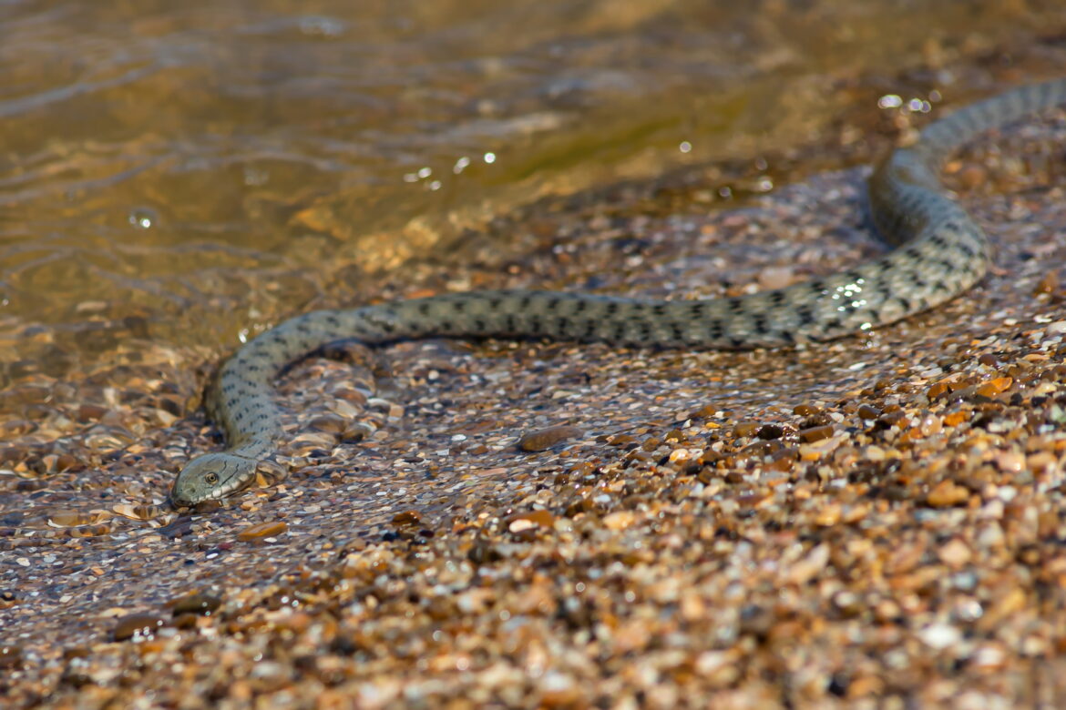 Susipažinkite su Palaeophis colossaeus – didžiausia visų laikų jūrų gyvate