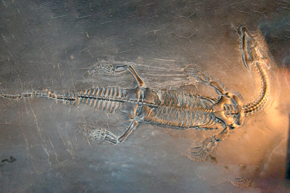 Aligatorius garas: 100 milijonų metų ir vis dar gyvybingas