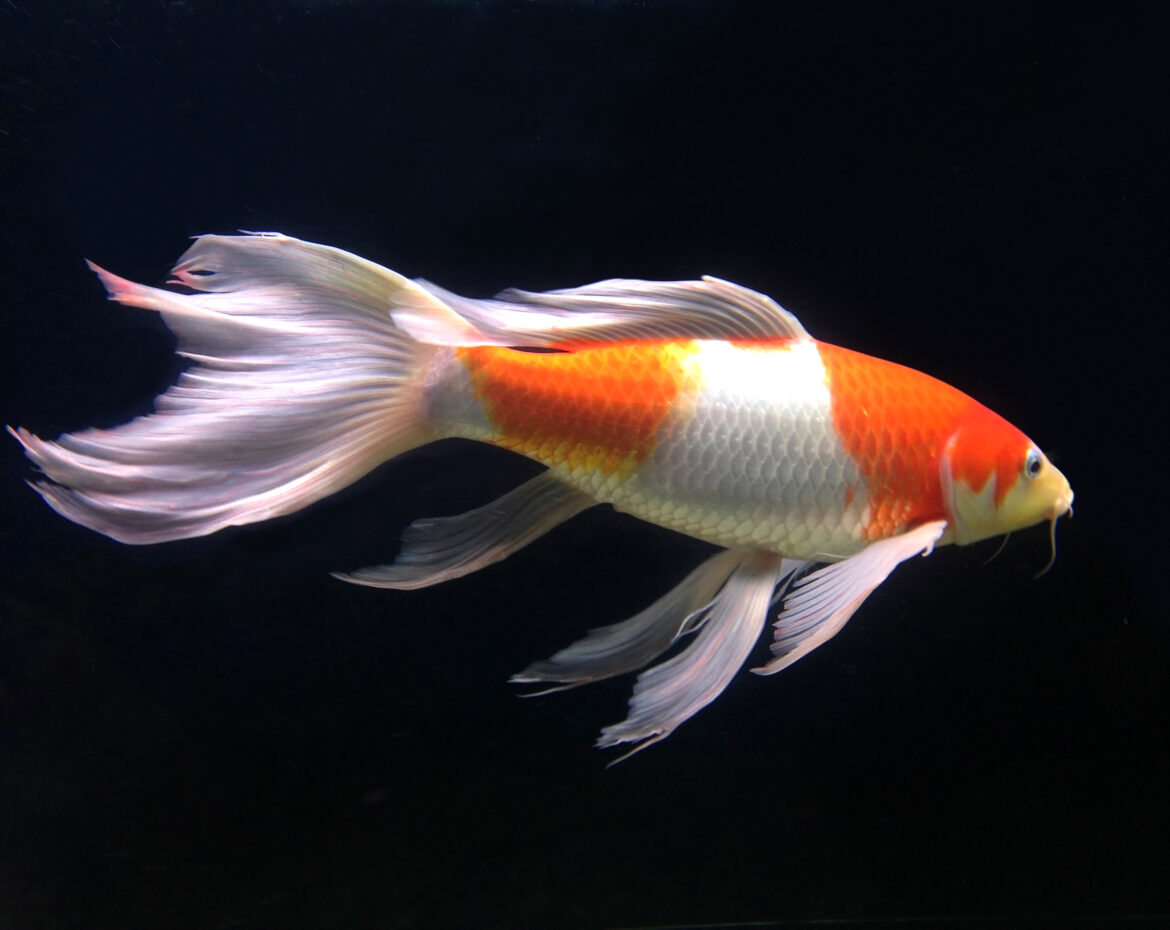 Giliavandenės jūrų žuvys naudoja bioliuminescuojantį masalą grobiui privilioti
