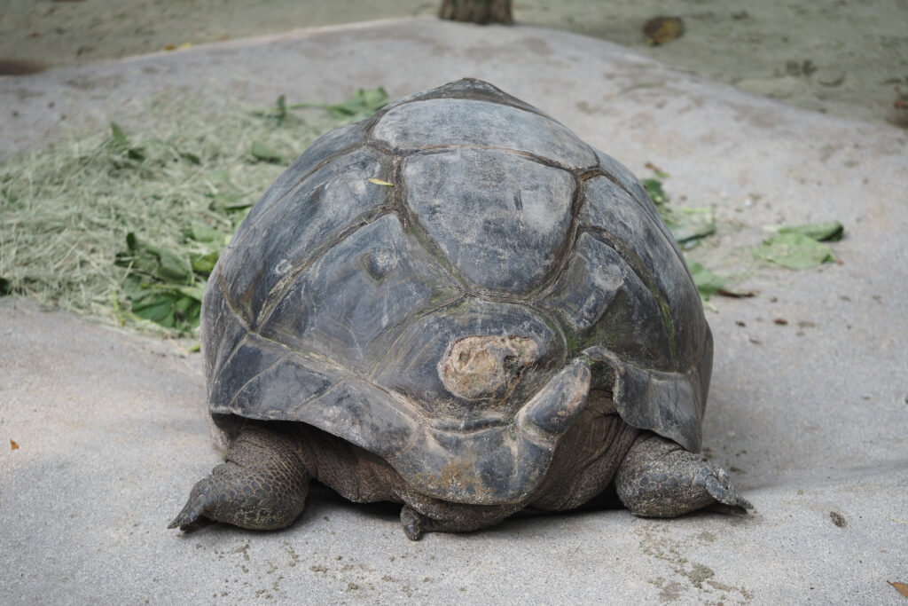Giant tortoise resting on sandy ground in a natural habitat