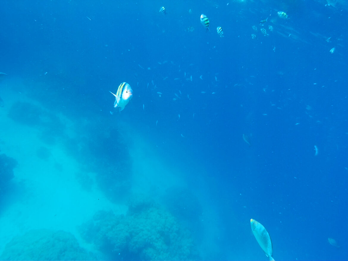 Statinės akies žuvų nerasite snorkeluodami