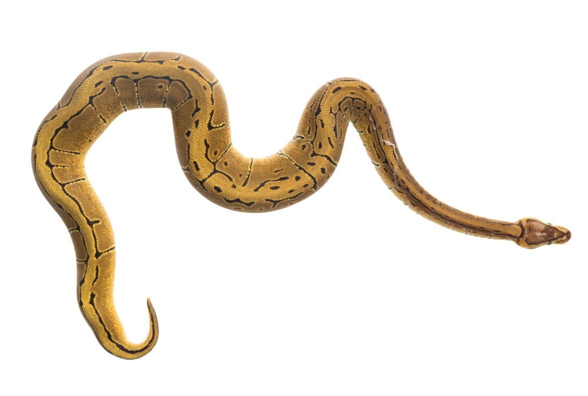 Titanoboa: Kolumbijos priešistorinės milžiniškos gyvatės tyrinėjimas
