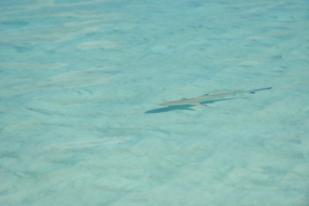 tropical water home villas