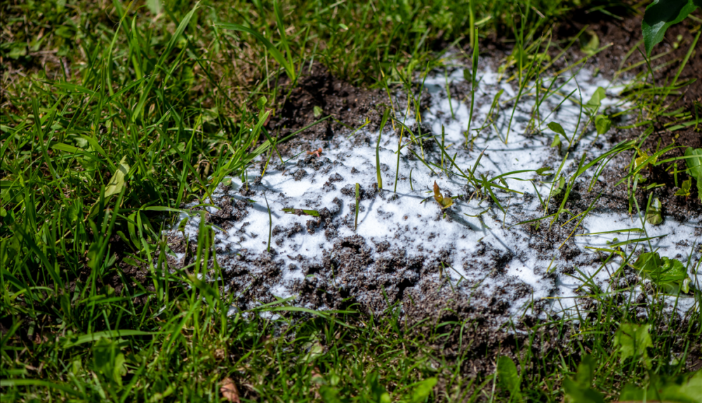 Skruzdėlių ir termitų užkrėtimas: kaip atpažinti požymius
