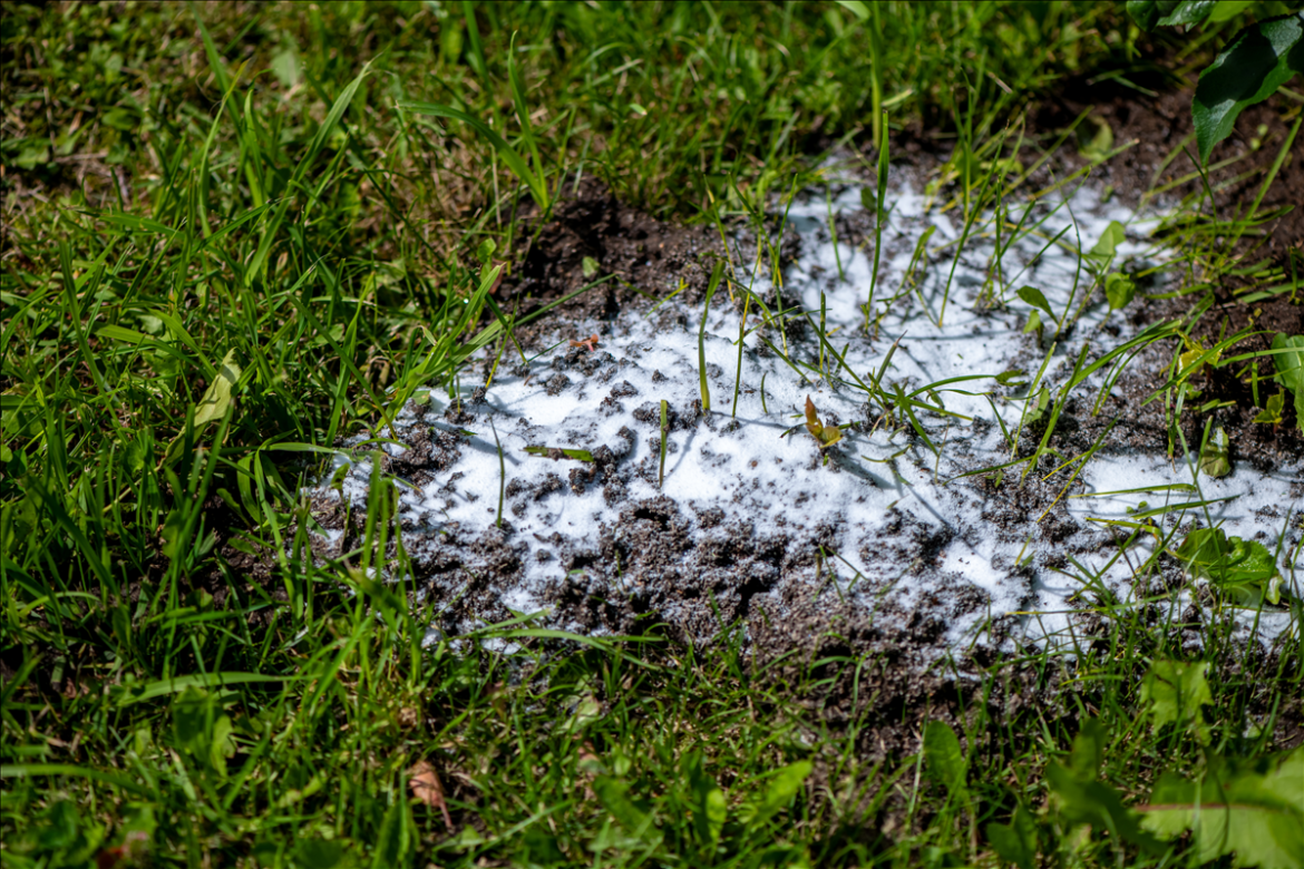 Skruzdėlių ir termitų užkrėtimas: kaip atpažinti požymius