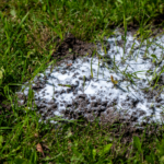 Skruzdėlių ir termitų užkrėtimas: kaip atpažinti požymius