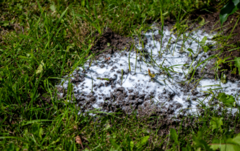 Skruzdėlių ir termitų užkrėtimas: kaip atpažinti požymius