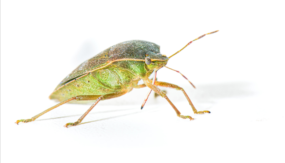 Plėšrioji blakė suskystina grobio vidaus audinius prieš maitindamasi