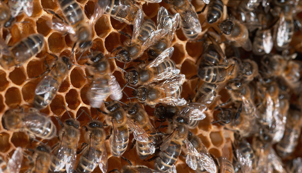 Kaip veikia bitės: kolonijų gyvenimas ir jų biologija