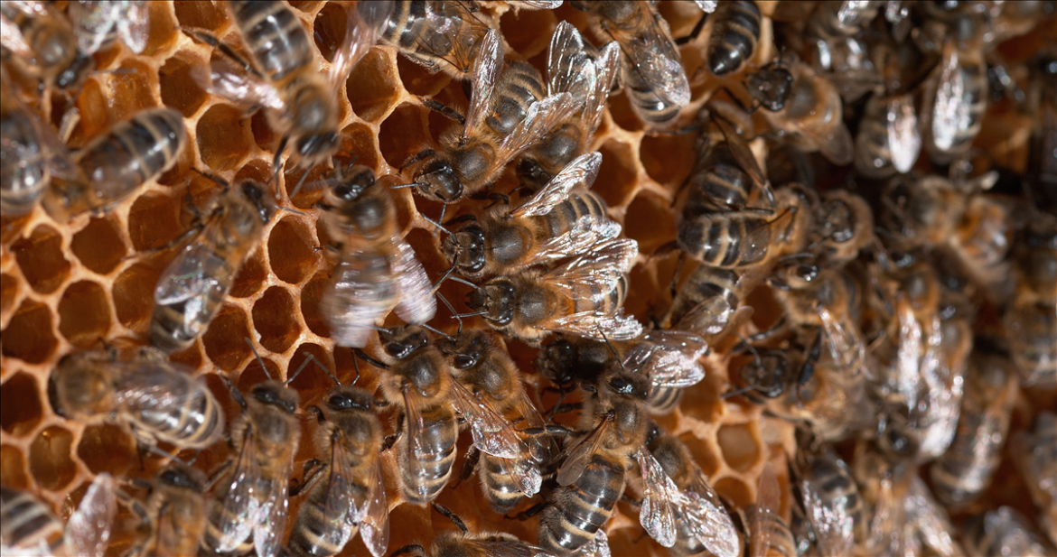 Kaip veikia bitės: kolonijų gyvenimas ir jų biologija