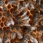 Kaip veikia bitės: kolonijų gyvenimas ir jų biologija