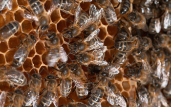Kaip veikia bitės: kolonijų gyvenimas ir jų biologija