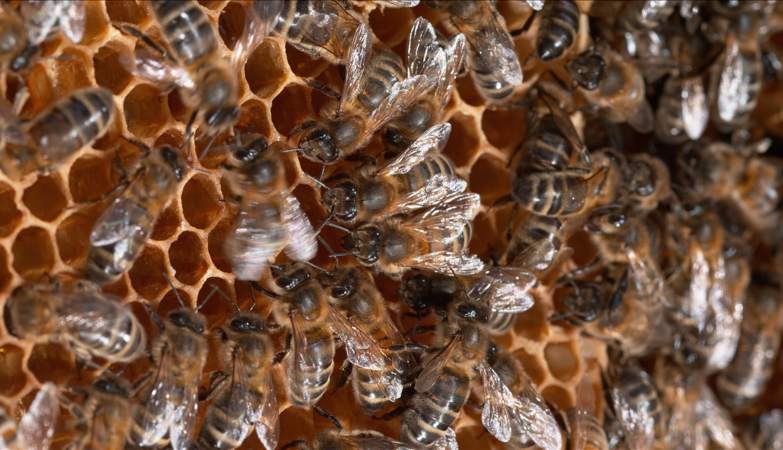 Kaip veikia bitės: kolonijų gyvenimas ir jų biologija
